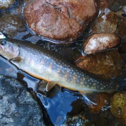 鱒レンジャーを持ってイワナの谷へ